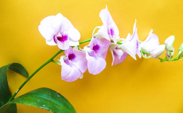 Larat Orkidesi, Dendrobium Bigibbum 'un sarı arka planda büyük mor çiçekleri vardır.