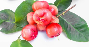 Su guava veya Myrtaceae sulu guava meyvesinin bir türüdür. Olgun kırmızı su elması ve yaprakları beyaz arka planda izole.