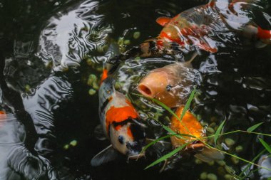 Gölette yüzen renkli koi balığı ya da Cyprinus balığı, temiz gölette yiyecek arayan bir grup koi balığı. Altın sarısı, turuncu, siyah ve sarı, koi balığı..