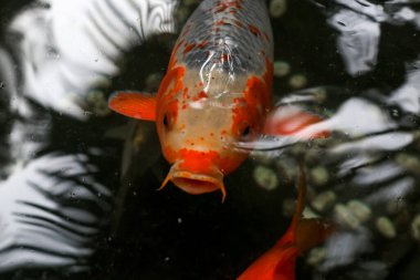 Bir koi balığının ağzını aç ve yemek bekle. Göletin kenarında renkli koi balığı