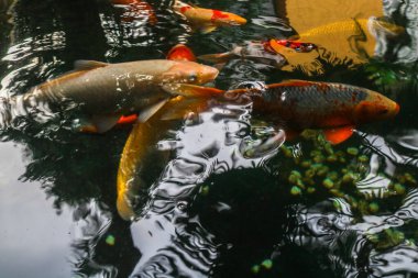 Gölette yüzen renkli koi balığı ya da Cyprinus balığı, temiz gölette yiyecek arayan bir grup koi balığı. Altın sarısı, turuncu, siyah ve sarı, koi balığı..