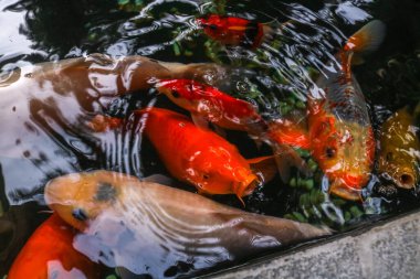 Gölette yüzen renkli koi balığı ya da Cyprinus balığı, temiz gölette yiyecek arayan bir grup koi balığı. Altın sarısı, turuncu, siyah ve sarı, koi balığı..