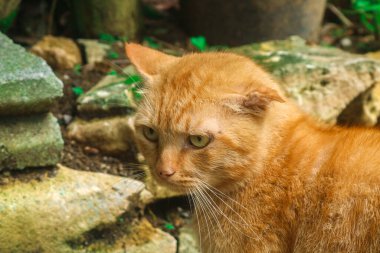 Turuncu kedi dövüşünün kızgın yüzünü kapat. Turuncu kedi saldırısı modu. Kızgın kedi dövüşü
