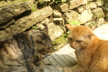 Kızıl ve kahverengi kediler bahçede kavga ediyorlar. İki kızgın kedi birbirine bağırarak, tırmalayarak ve ısırarak kavga ediyor. Kızgın kediler kavga ediyor