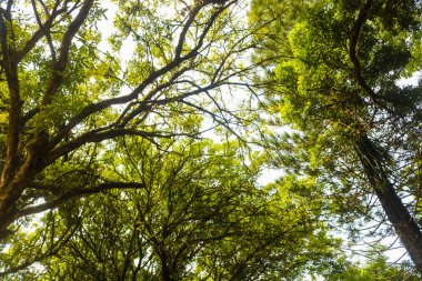 Gökyüzü arkaplanlı yapraklarla dolu ağaç