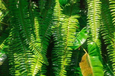 Bahçe duvarında Pteridophyte ya da eğreltiotu bitkileri yetişir. Kılıç eğreltiotu yaprakları tropik Endonezya 'da yetişir. Süslü eğreltiotu bitkileri