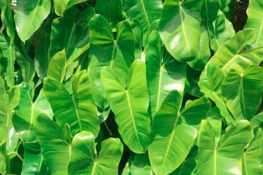 Philodendron / Memelong spiritüs sancti yaprakları grubu. Dekorasyon odaları ya da bahçeler için tropik bitkiler