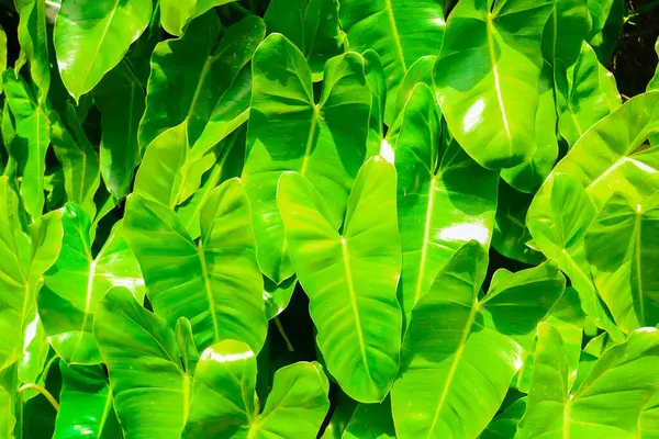 Philodendron / Memelong spiritüs sancti yaprakları grubu. Dekorasyon odaları ya da bahçeler için tropik bitkiler