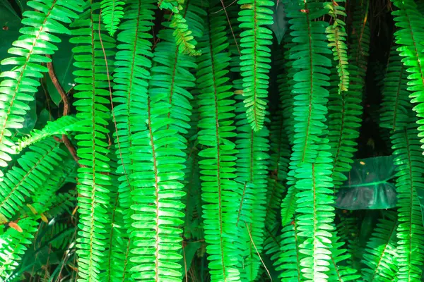 Bahçe duvarında Pteridophyte ya da eğreltiotu bitkileri yetişir. Kılıç eğreltiotu yaprakları tropik Endonezya 'da yetişir. Süslü eğreltiotu bitkileri