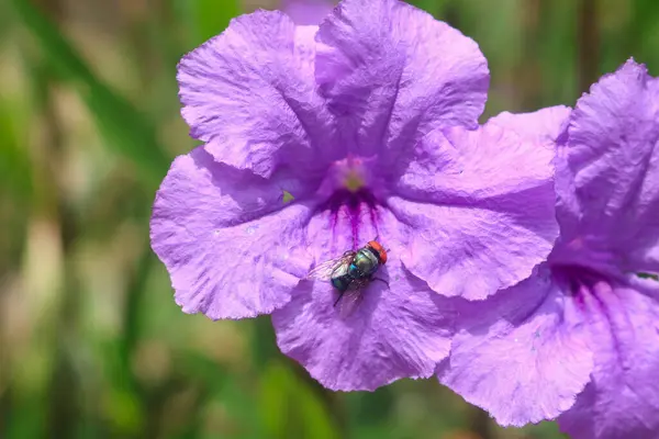 Mor Ruellia Simplex 'e tünemiş bir arıya ya da sabah bahçede açan petunya çiçeğine yakından bakın. Bahçedeki güzel mor çiçekler