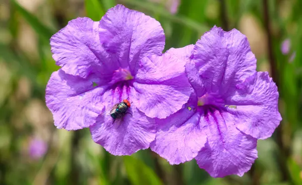 Mor Ruellia Simplex 'e tünemiş bir arıya ya da sabah bahçede açan petunya çiçeğine yakından bakın. Bahçedeki güzel mor çiçekler