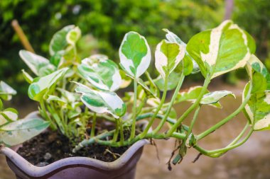 Tropik Epipremnum aureum ya da pothos bitkisi. Masada beyaz çiçek saksısı çeşitleri var.