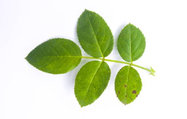 Beyaz arka planda tek bir dikenli kırmızı gül yaprağı. Endonezya yerel gül yaprakları