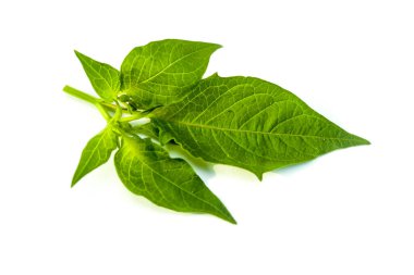 beyaz arka planda izole edilmiş cilekan ya da Physalis angulata meyve yaprakları ve çiçek filizleri.