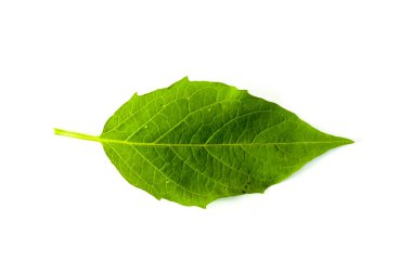 Beyaz bir arka planda izole edilmiş bir Ciplukan yaprağı veya Physalis angulata.