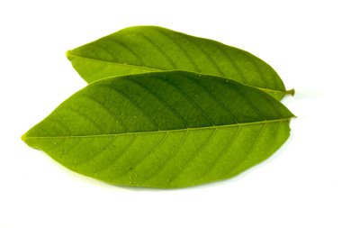 Beyaz arkaplanda iki yeşil rambutan yaprağı