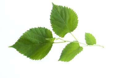 Dut yaprağından bir filiz, beyaz arkaplanda yukarıdan çekilmiş düz bir fotoğrafta izole edilmiş.