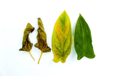 Beyaz Arkaplanda Yaprak Döngüsü. Yaprak gibi dört kuru yaprak ve yeşil yapraklar beyaz arka planda izole edilmiş yaşam döngüsü