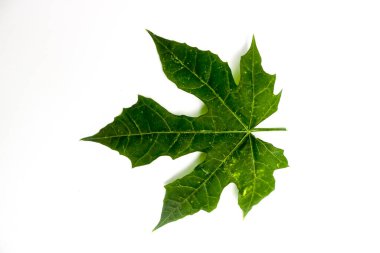 Beyaz arka planda izole edilmiş dış yaralar için Jatropha multifida iyot ilacı.