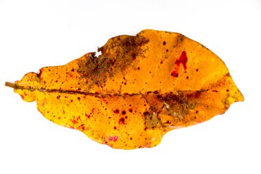 Kuru kırmızı ketapang ya da kahverengi sonbaharda Terminalia katappa yaprağı yukarıdan gelen düz bir resimde beyaz arkaplanda izole edilmiştir.