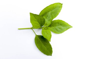 Beyaz arka planda izole edilmiş fesleğen yaprağı filizi.