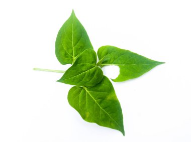 Mirabilis jalapa yaprakları ya da saat dört çiçekleri, beyaz arka planda izole edilmiş güzel ve çarpıcı renklere sahip süs bitkileridir.