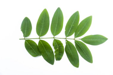 Gamal yaprağı (Gliricidia sepium) veya beyaz arkaplanda izole edilmiş kleresede