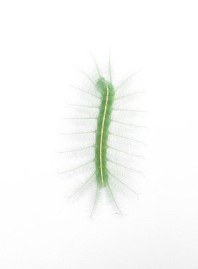 Gaudy Baron Kelebeği 'nin Tırtılları (Euthalia Lubentina) beyaz arka planda izole edilmiş kamuflajı