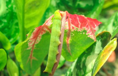 Şahin güvesi tırtılı büyük yeşil tırtıllar yaprak yer. Süslü bitki yaprakları tırtıllar tarafından yenir. Çeviri: nazo82 Shagrathian