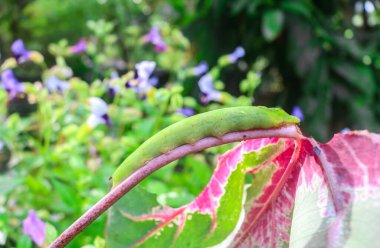 Şahin güvesi tırtılı büyük yeşil tırtıllar yaprak yer. Süslü bitki yaprakları tırtıllar tarafından yenir. Çeviri: nazo82 Shagrathian