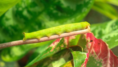 Şahin güvesi tırtılı büyük yeşil tırtıllar yaprak yer. Süslü bitki yaprakları tırtıllar tarafından yenir. Çeviri: nazo82 Shagrathian