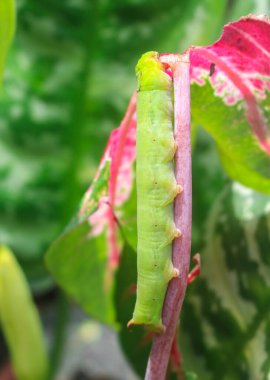 Şahin güvesi tırtılı büyük yeşil tırtıllar yaprak yer. Süslü bitki yaprakları tırtıllar tarafından yenir. Beyaz arka planda izole edilmiş bir güve tırtılı.