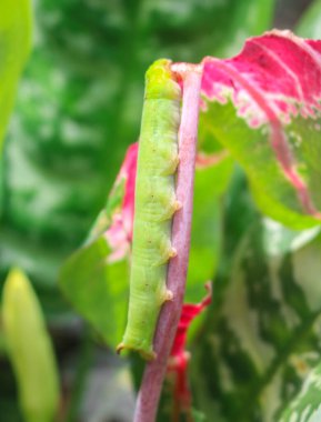 Şahin güvesi tırtılı büyük yeşil tırtıllar yaprak yer. Süslü bitki yaprakları tırtıllar tarafından yenir. Beyaz arka planda izole edilmiş bir güve tırtılı.