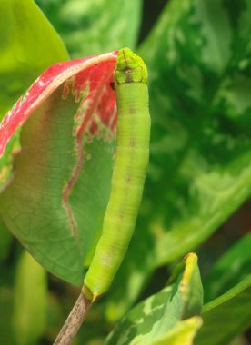 Şahin güvesi tırtılı büyük yeşil tırtıllar yaprak yer. Süslü bitki yaprakları tırtıllar tarafından yenir. Çeviri: nazo82 Shagrathian