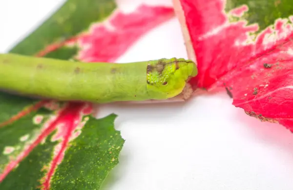 Şahin güvesi tırtılı büyük yeşil tırtıllar yaprak yer. Süslü bitki yaprakları tırtıllar tarafından yenir. Beyaz arka planda izole edilmiş bir güve tırtılı.