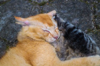 Kızıl kedi ve kahverengi kedi kavga ediyor. İki kızgın kedi birbirine bağırırken, kaşınırken ve birbirlerini ısırırken kavga ediyorlar. Turuncu kedi tekir kediyle kavga ediyor.