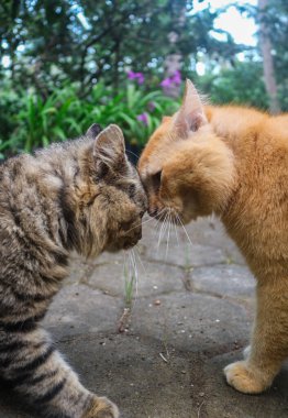 Kızıl kedi ve kahverengi kedi kavga ediyor. İki kızgın kedi birbirine bağırarak, tırmalayarak ve ısırarak kavga ediyor. Turuncu kedi tekir kediyle kavga ediyor.