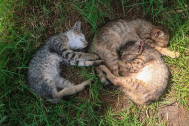 Üç kedi yavrusu çimenlerin üzerinde sarılarak uyuyor. Tekir kediler birlikte yatıyor.