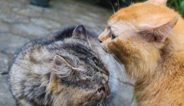 Kızıl kedi ve kahverengi kedi kavga ediyor. İki kızgın kedi birbirine bağırarak, tırmalayarak ve ısırarak kavga ediyor. Turuncu kedi tekir kediyle kavga ediyor.