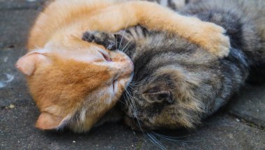 Kızıl kedi ve kahverengi kedi kavga ediyor. İki kızgın kedi birbirine bağırırken, kaşınırken ve birbirlerini ısırırken kavga ediyorlar. Turuncu kedi tekir kediyle kavga ediyor.