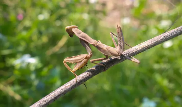 Ağaç dalında kahverengi peygamber devesi. Çimlerin üzerinde peygamber devesi (peygamber devesi dini). Doğadaki bir dalın üzerinde kahverengi peygamber devesi kamuflajı.
