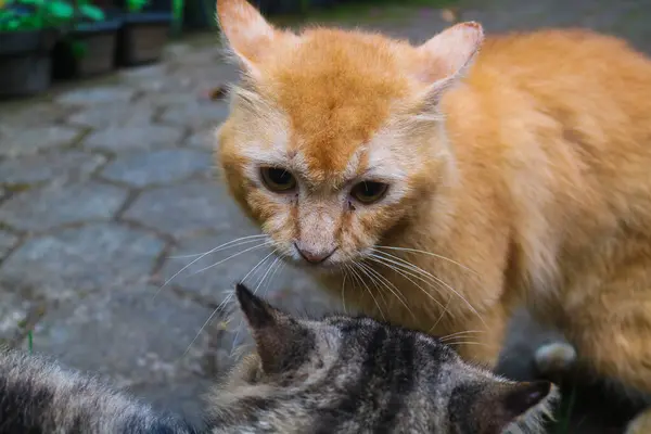 Kızıl kedi ve kahverengi kedi kavga ediyor. İki kızgın kedi birbirine bağırarak, tırmalayarak ve ısırarak kavga ediyor. Turuncu kedi tekir kediyle kavga ediyor.