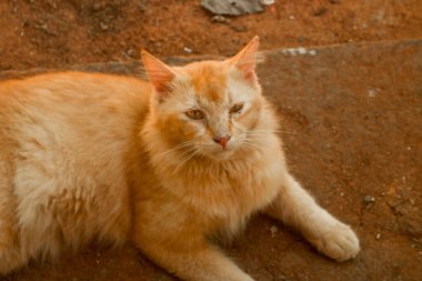 Yerde yatan kızıl kedi portresi. Turuncu erkek kedi, uzun saçlı ve yerde yatan sevimli.