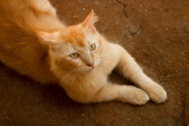Yerde yatan kızıl kedi portresi. Turuncu erkek kedi, uzun saçlı ve yerde yatan sevimli.