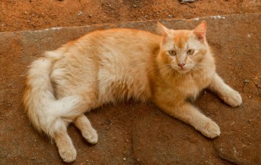 Yerde yatan kızıl kedi portresi. Turuncu erkek kedi, uzun saçlı ve yerde yatan sevimli.