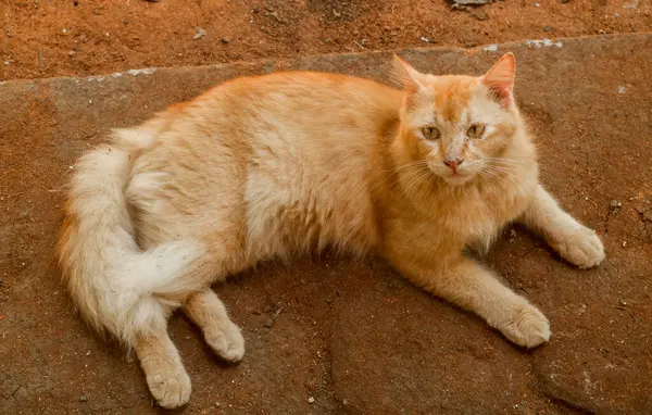 Yerde yatan kızıl kedi portresi. Turuncu erkek kedi, uzun saçlı ve yerde yatan sevimli.