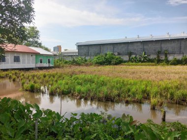 Kampüs bölgesindeki pirinç tarlalarının manzarası.