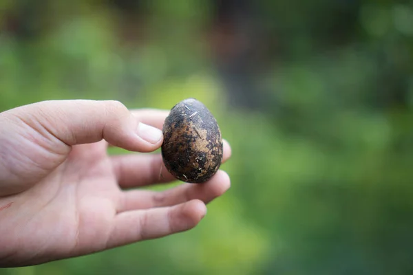 a man holding an egg or a mysterious object in the garden beside his house