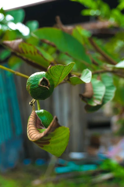 the forerunner of the crystal guava tree in the garden behind the house