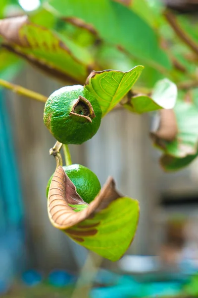 the forerunner of the crystal guava tree in the garden behind the house with more zoom focus camera